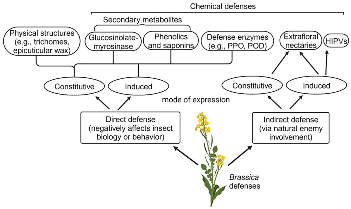Frontiers | Defense strategies and associated phytohormonal 