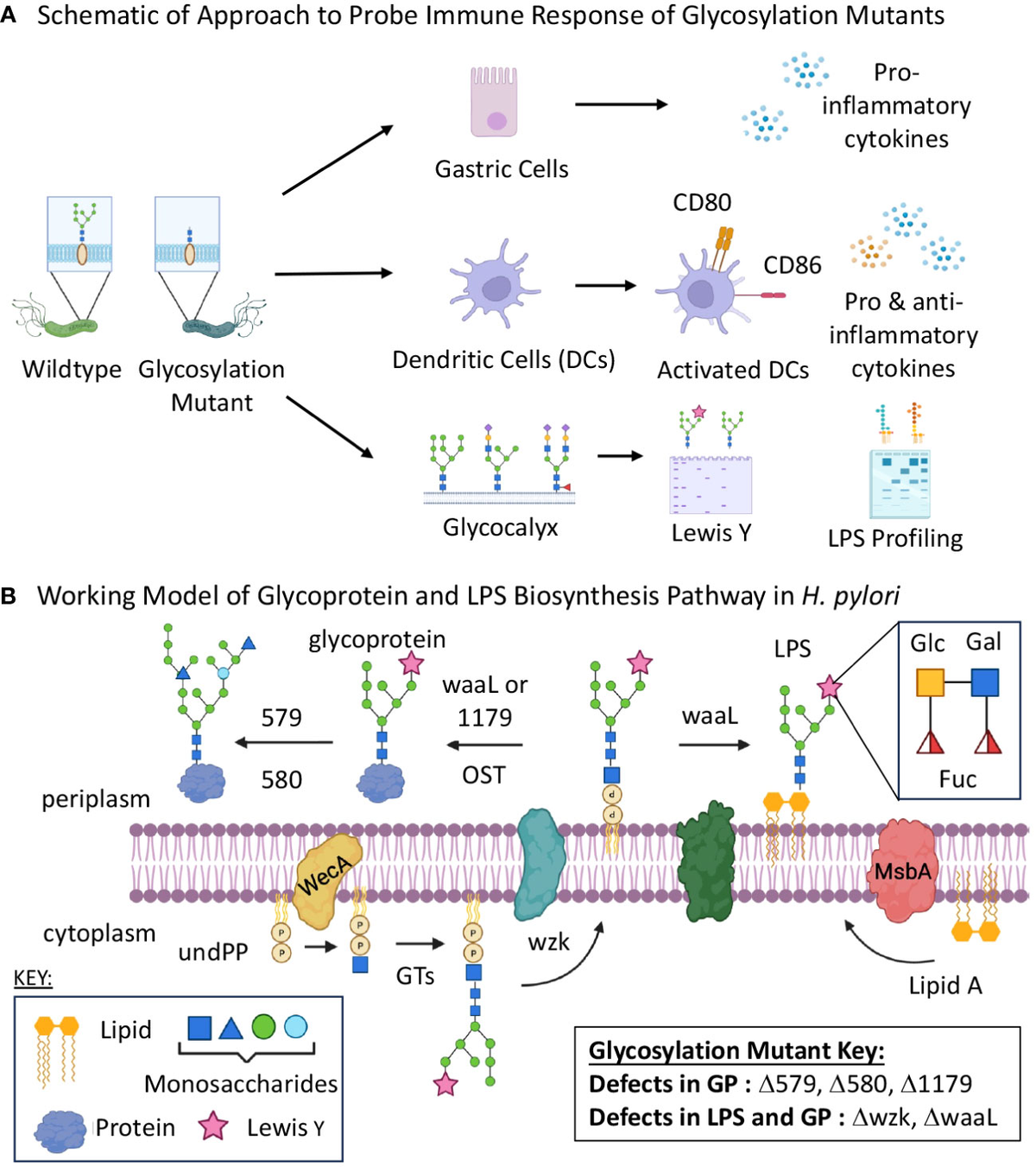 Ｈｅｌｉｃｏｂａｃｔｅｒ　Ｒｅｓｅａｒｃｈ Ｊｏｕｒｎａｌ　ｏｆ　Ｈｅｌｉｃｏｂａｃｔｅｒ　Ｒ ｖｏｌ．２４　ｎｏ．１（２０２ /先端医学社/「Ｈｅｌｉｃｏｂａｃｔｅｒ　ｒｅｓｅａｒ（大型本） Frontiers | Helicobacter pylori glycan biosynthesis
