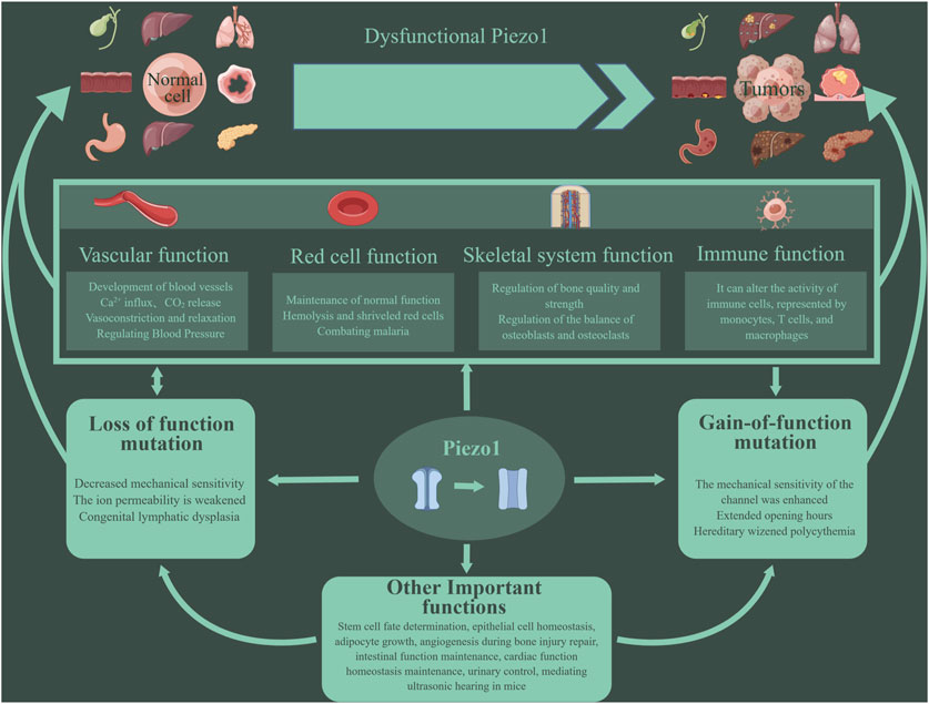 Frontiers | Pleiotropic physiological functions of Piezo1 in