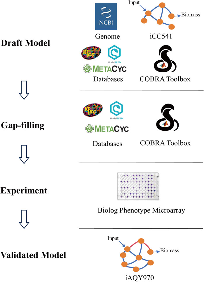 Frontiers | Reconstruction of the genome-scale metabolic