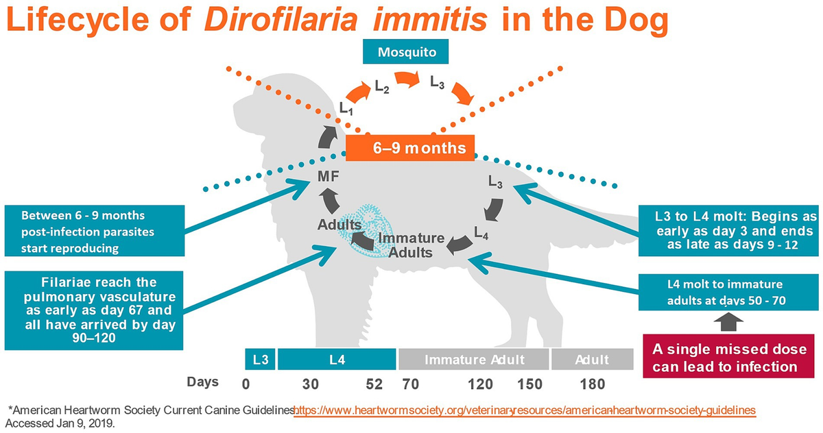 Frontiers A review of moxidectin vs. other macrocyclic lactones for prevention of heartworm