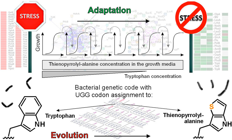 Commentary: Evolving a mitigation of the stress response pathway to change the basic chemistry of life