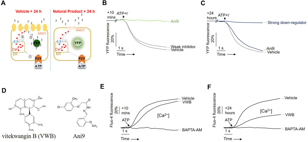 Frontiers Discovery of a novel natural compound vitekwangin B with
