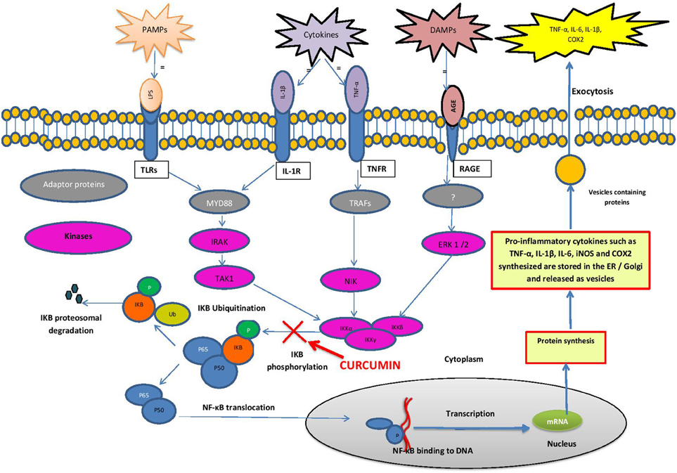 Frontiers | Plant polyphenols as inhibitors of NF-κB induced