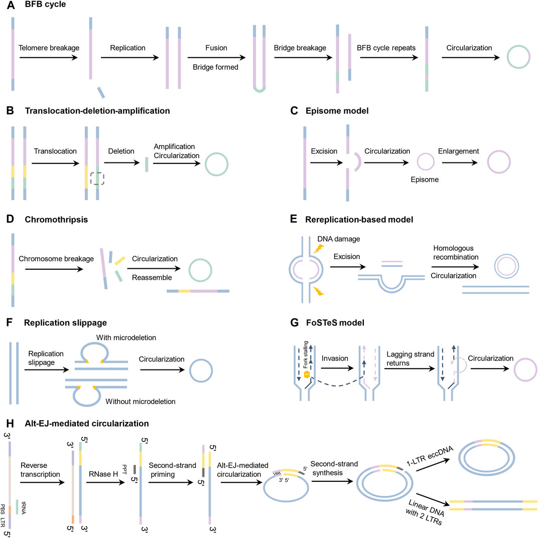 characterization-biogenesis-model-and-current-bioinformatics-of-human-extrachromosomal-circular-dna-frontiers