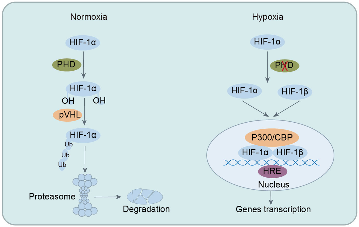 Frontiers | Crosstalk between hypoxia-inducible factor-1α
