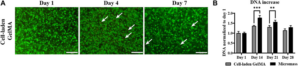 In vitro and in vivo evaluation of periosteum-derived cells and iPSC ...