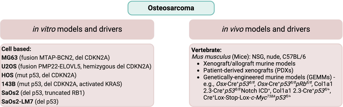 Frontiers | Preclinical models for the study of pediatric Frontiers | Preclinical models for the study of pediatric