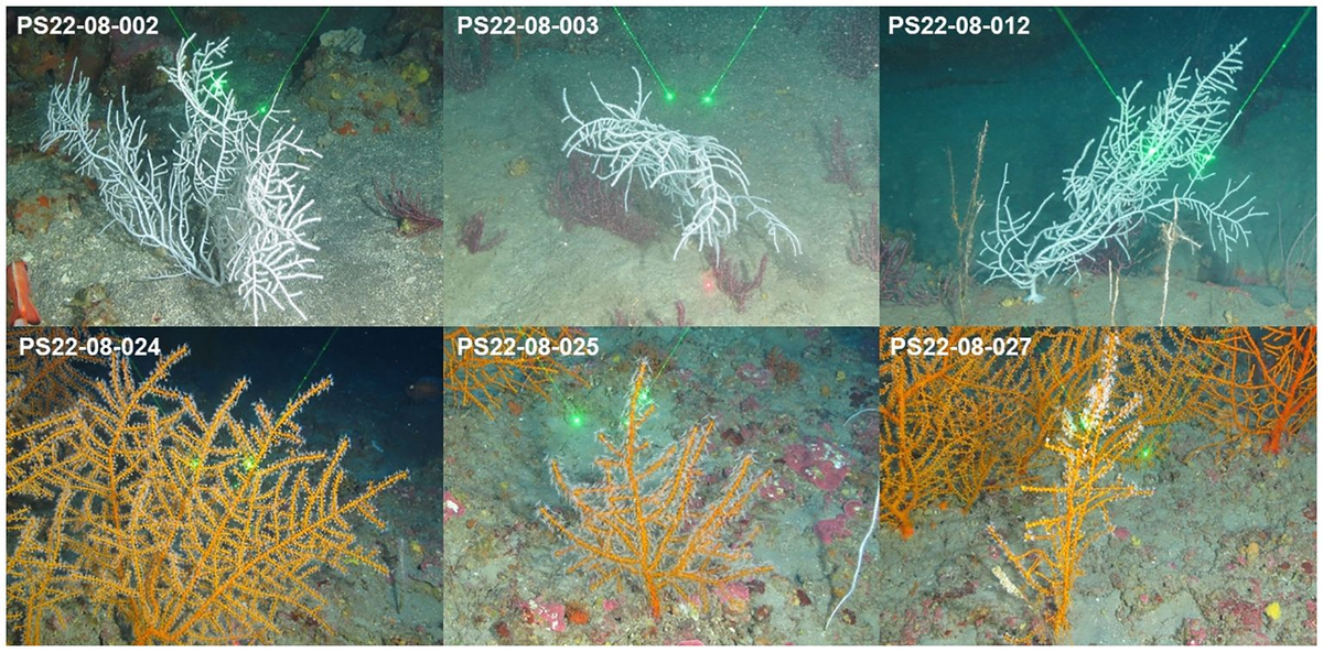 Frontiers | Short-term growth of octocorals Swiftia exserta