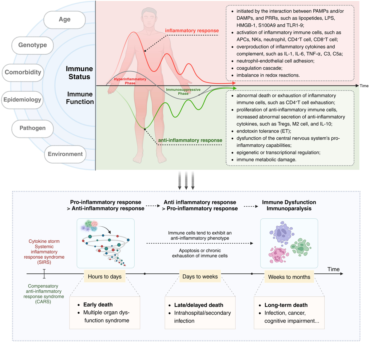 最適な価格 | Frontiers Immunotherapy sepsis-induced of context the in 3人掛けソファ
