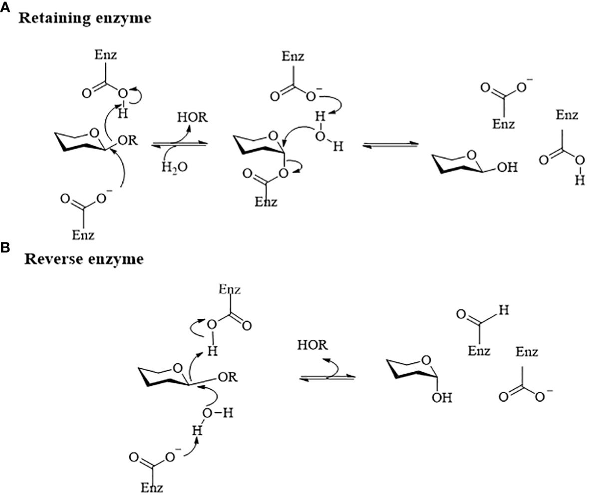 Frontiers | Gut microbiome-derived hydrolases—an underrated