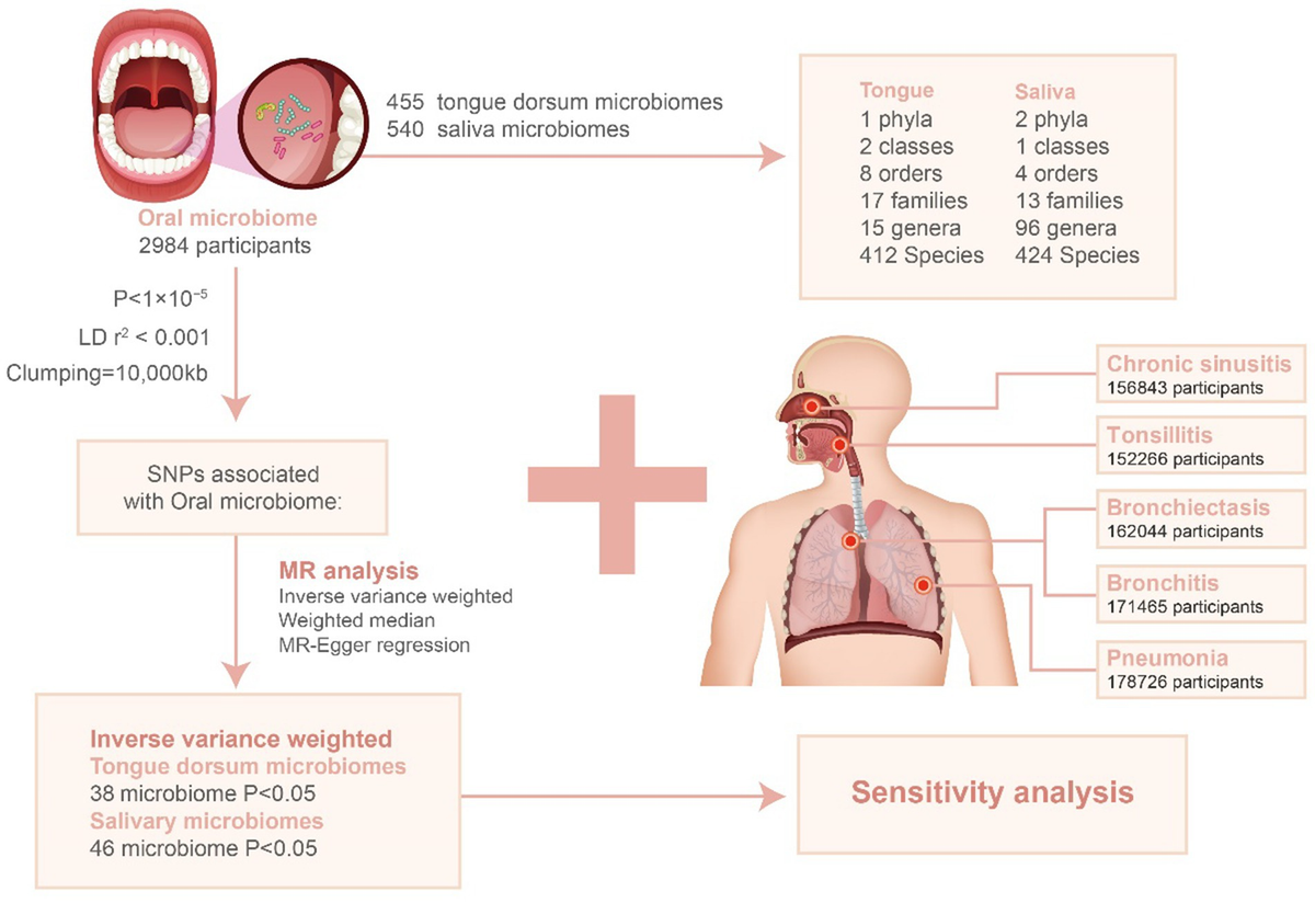 【オープニング 大放出セール】 Association | Frontiers between five and microbiome oral ルームウェア・パジャマ