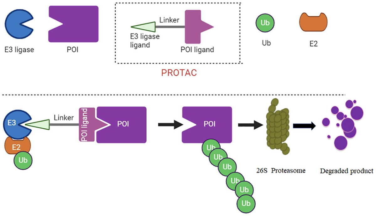 Frontiers | PTMs of PD-1/PD-L1 and PROTACs application for