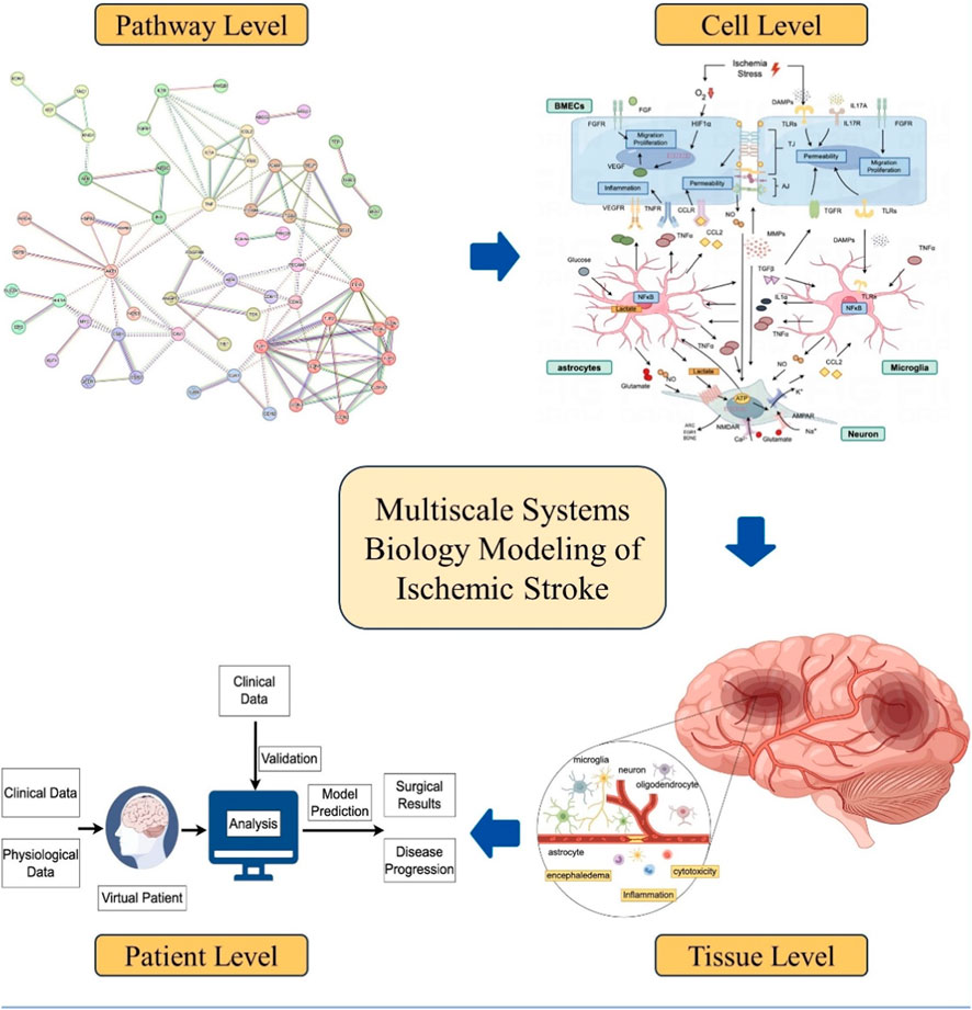 Frontiers | Systems-level computational modeling in ischemic 