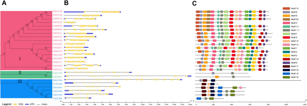 fgene-15-1396375-g001.jpg fgene-15-1396375-g001.jpg