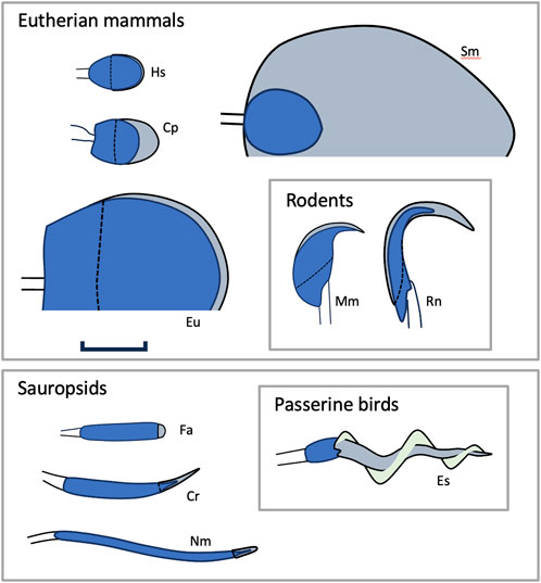 【中古】 Promiscuity: An Evolutionary History of Sperm Competition/HARVARD UNIV PR/Tim Birkhead Promiscuity: Birkhead, Tim R., Illustrated: 9780571193608