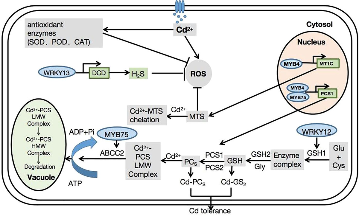 Frontiers | Transcription factors involved in plant
