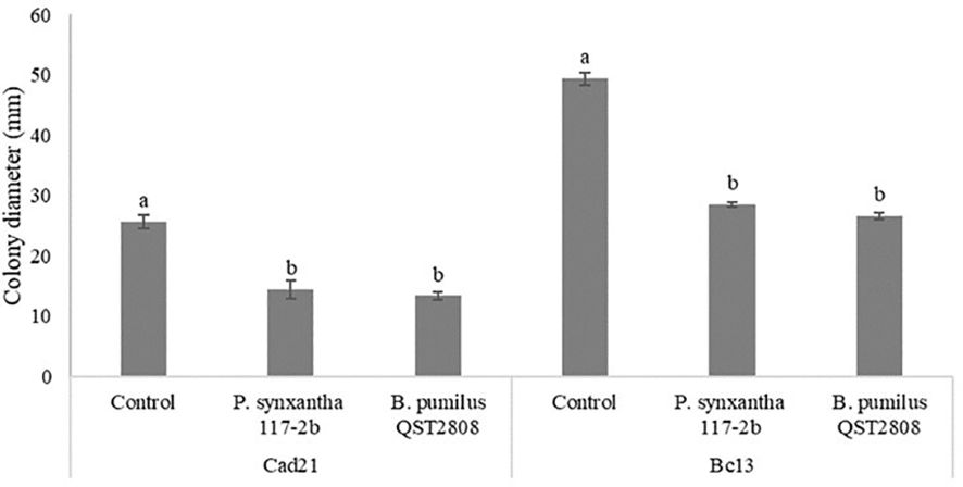 Frontiers | Pseudomonas synxantha volatile organic compounds