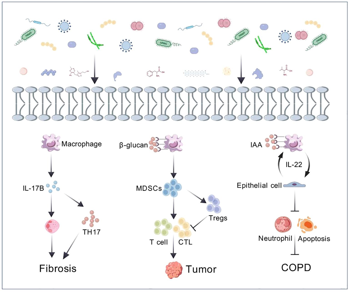 Frontiers | Lung microbiota: implications and interactions