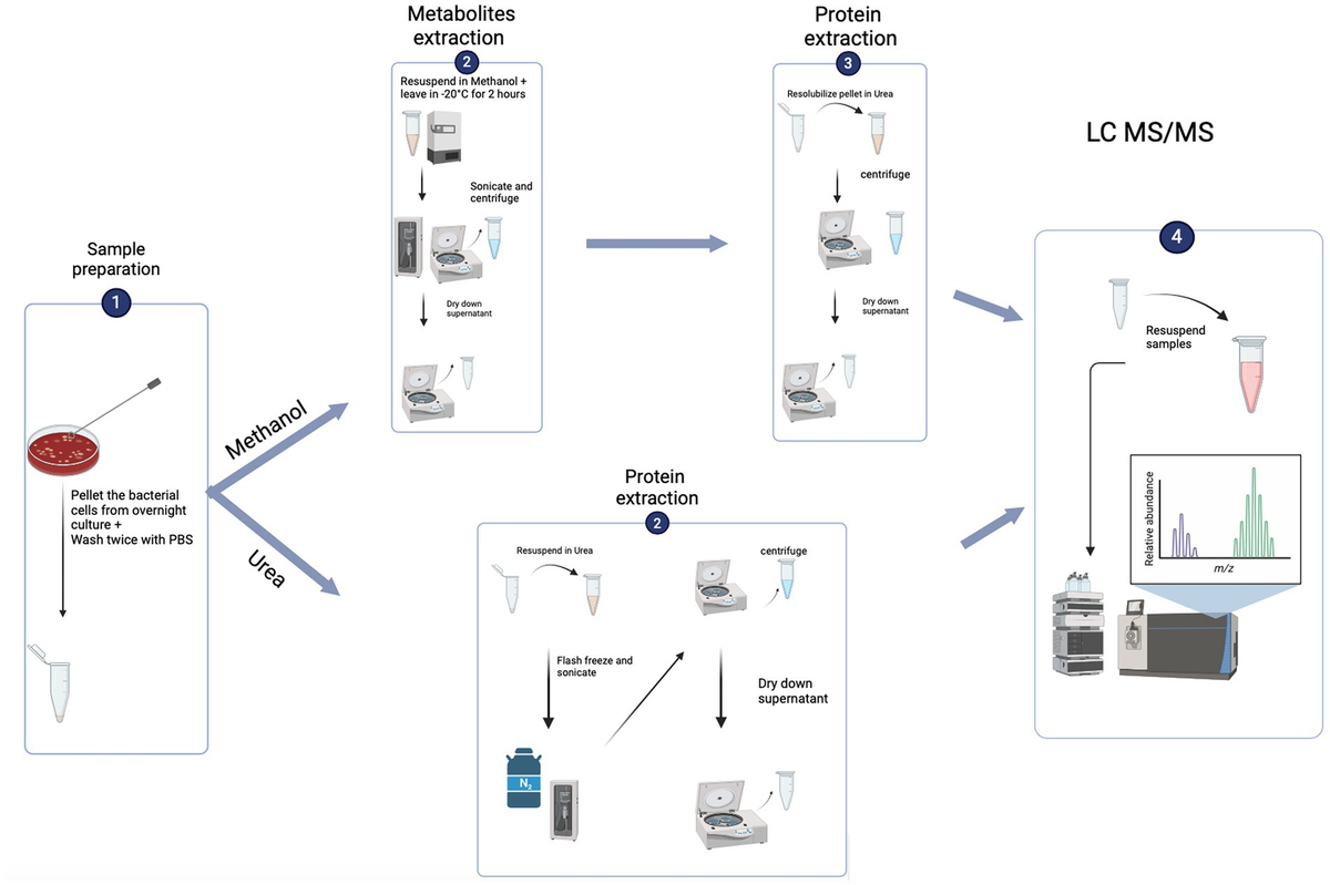 【おトク】 Frontiers | Proteomic and metabolomic profiling of 全巻セット