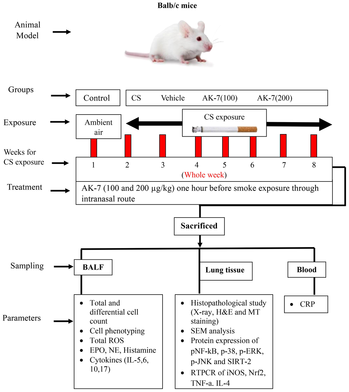 Inhibiting SIRT-2 by AK-7 restrains airway inflammation  - Frontiers