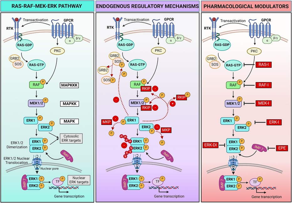 【お1人様1点限り】 MEK | Frontiers inhibitors: for therapy targeted promising a ポケモンカードゲーム