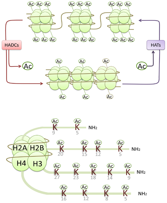 Histone Acetylation Modifiers in the Pathogenesis of ... Biology Diagrams