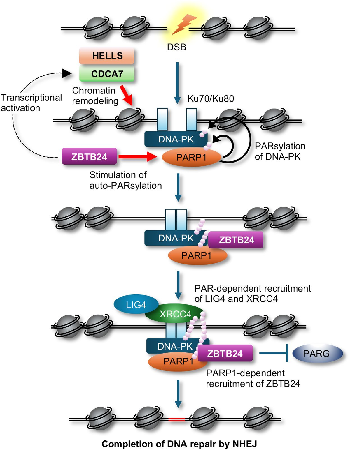 【ファッション好きが選ぶ人気ブランドランキング】 intersection the Exploring | Frontiers of DNA epigenetics, ビジネス・経済