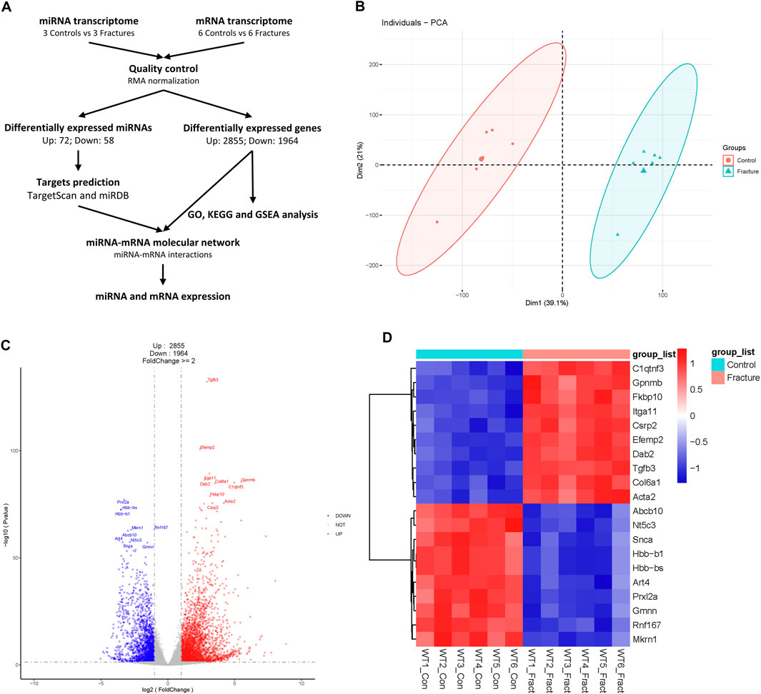 Frontiers | Identification of the miRNA–mRNA regulatory