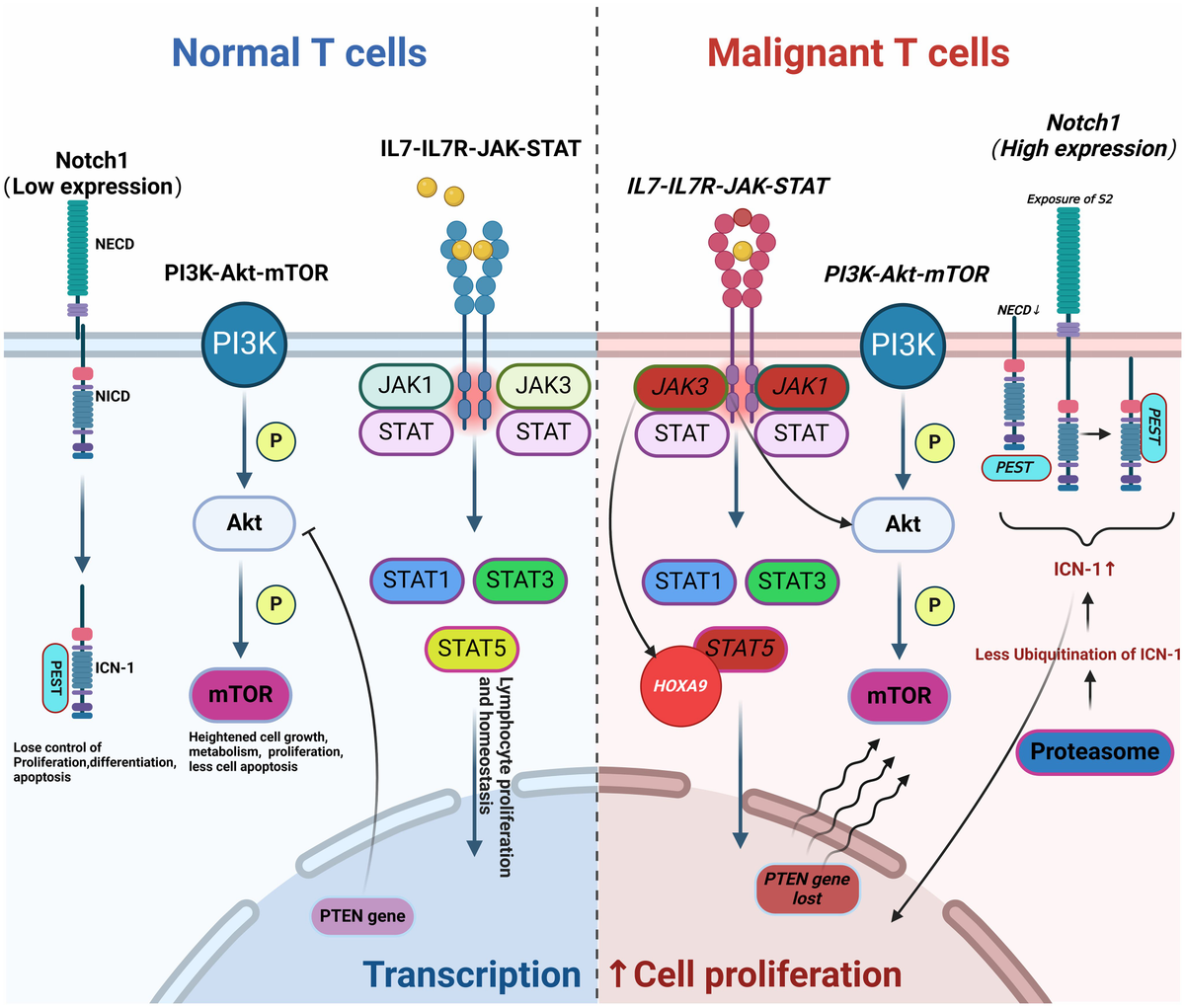 Frontiers | Acute T-cell lymphoblastic leukemia: chimeric