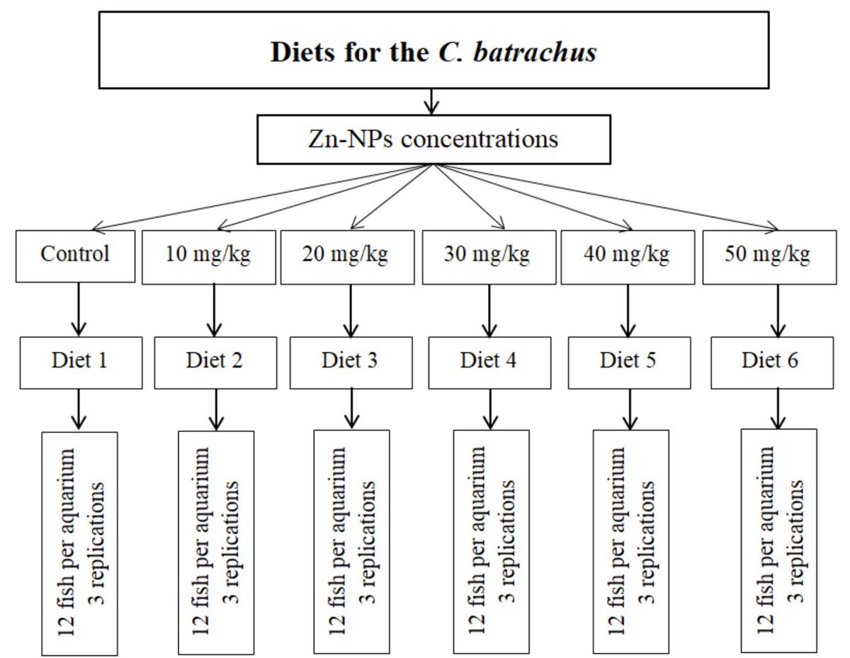 Effects of dietary supplementation of Zn-nanoparticles on the growth performance and nutritional quality of Asian catfish, Clarias batrachus Effects of dietary supplementation of Zn-nanoparticles on the growth performance and nutritional quality of Asian catfish, Clarias batrachus