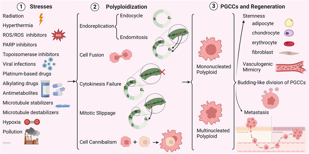 Polyploid giant cancer cells: origin, possible pathways of ... Biology Diagrams