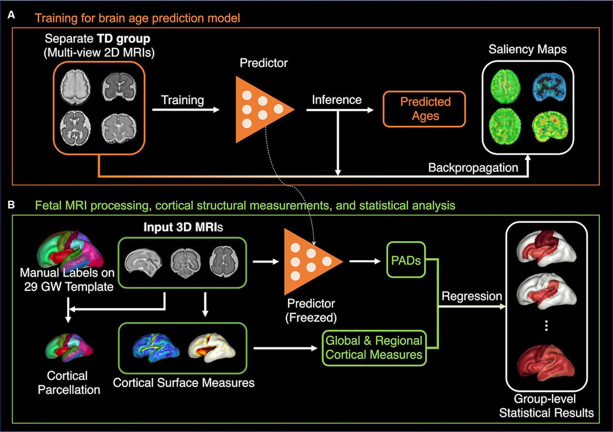 Frontiers | The role of cortical structural variance in deep 