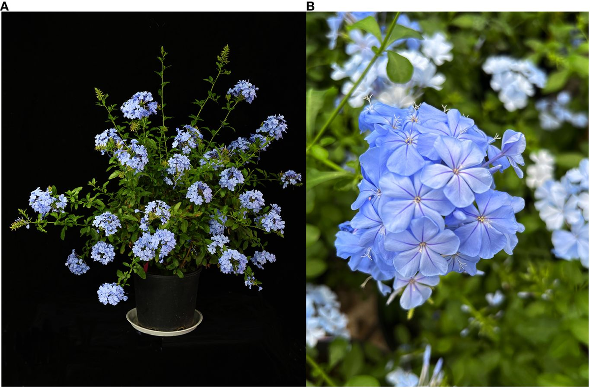 Frontiers | MeJA-induced hairy roots in Plumbago auriculata