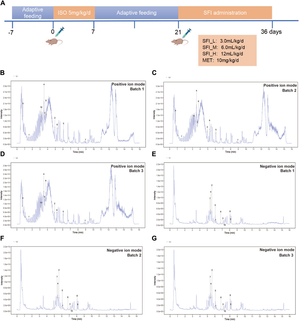 Frontiers | Shenfu injection improves isoproterenol-induced Frontiers | Shenfu injection improves isoproterenol-induced