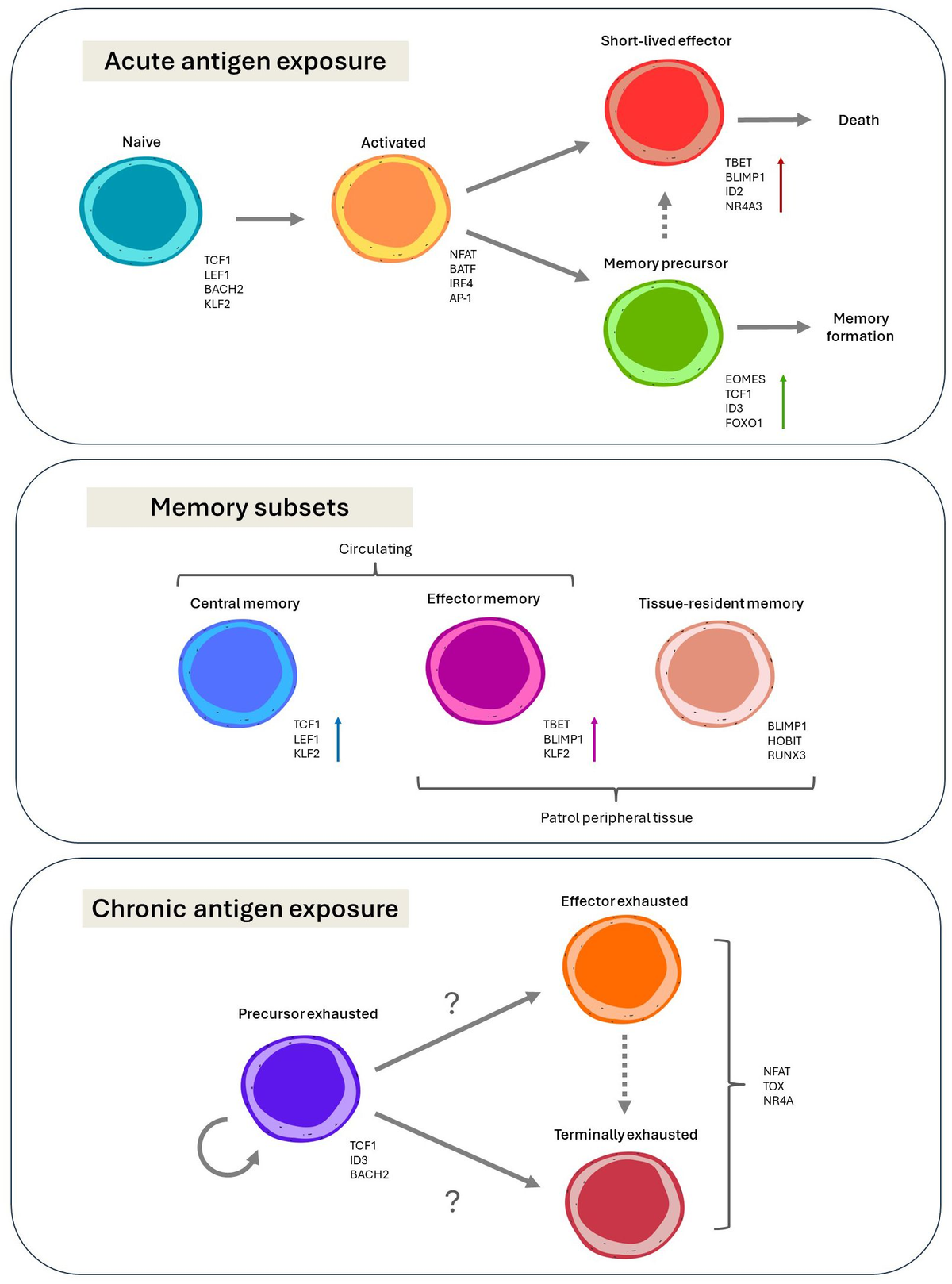 Frontiers | Transcriptional rewiring in CD8+ T cells