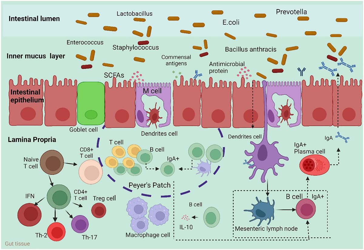 Frontiers | Crosstalk between gut microbiota and host immune