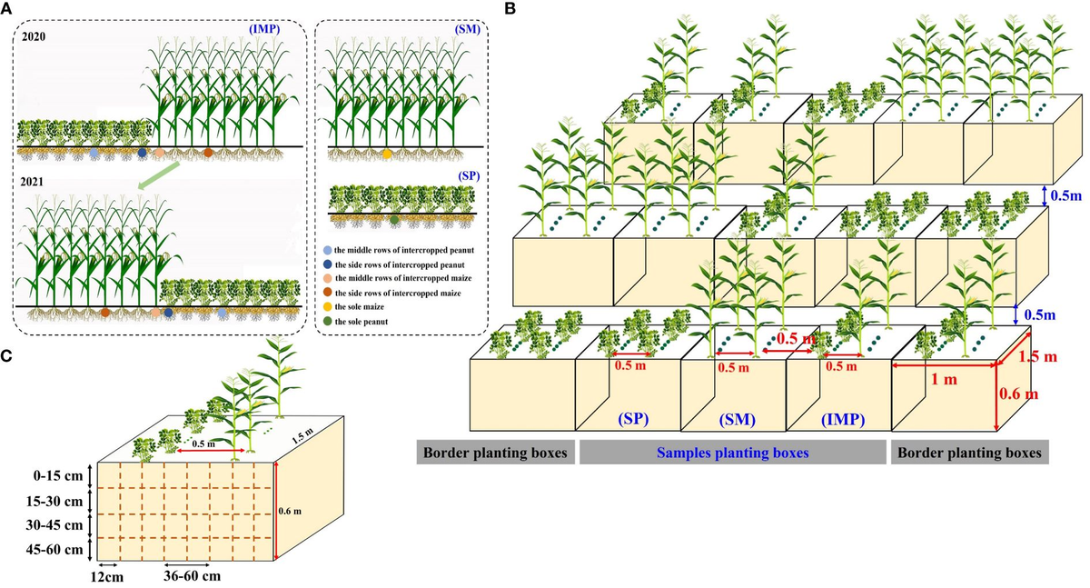 Frontiers | Border row effects improved the spatial