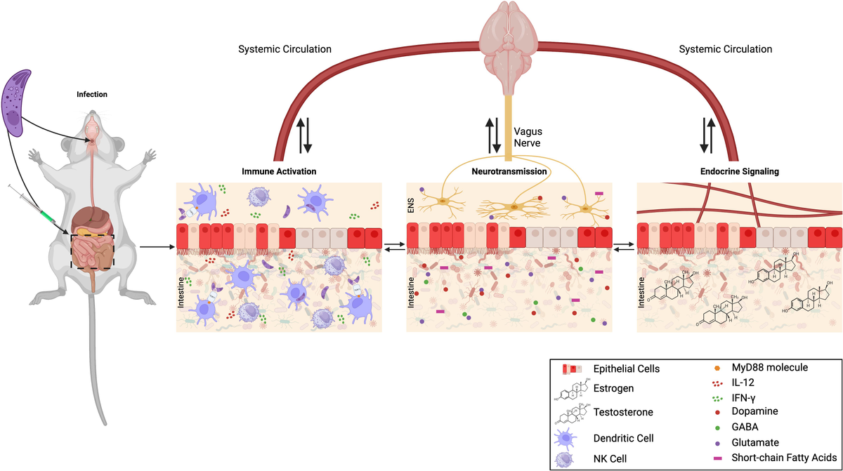 【人気商品！】 Frontiers | Toxoplasma-induced behavior changes - is ベッド