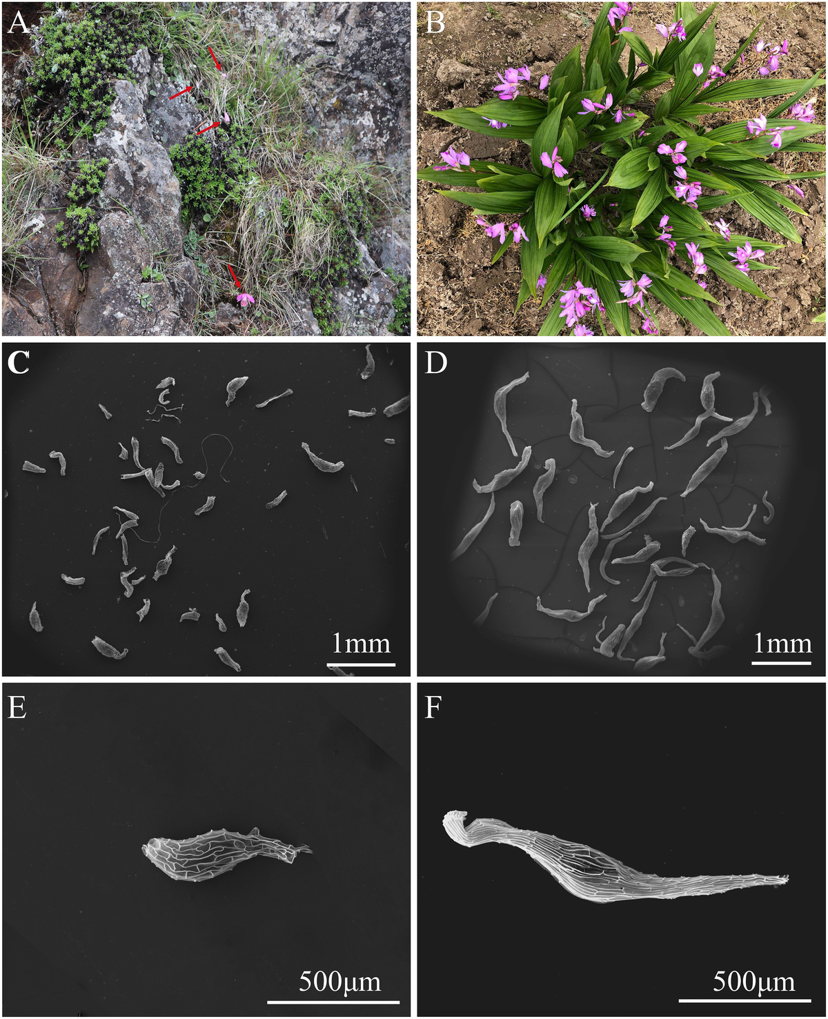 Roles of mycorrhizal fungi on seed germination of two Chinese ...