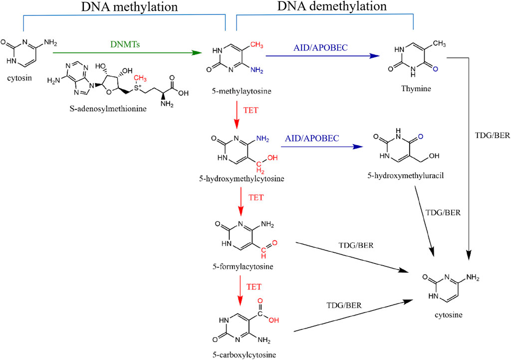 Frontiers | DNA methylation modification in Idiopathic