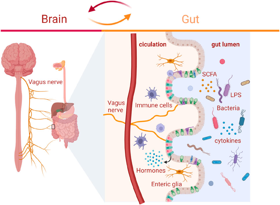 人気の in medicines Herbal | Frontiers Alzheimer's the and disease パック・フェイスマスク