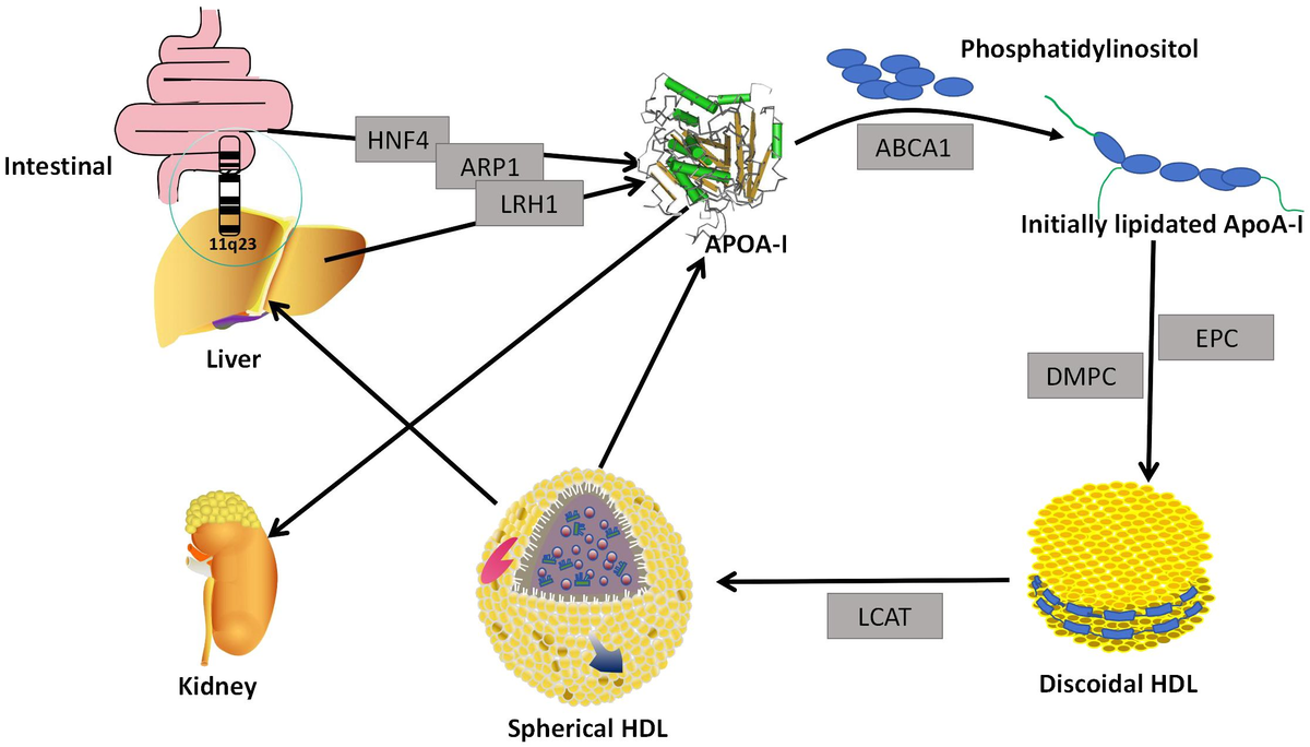 Frontiers | Anti-inflammatory mechanism of Apolipoprotein A-I