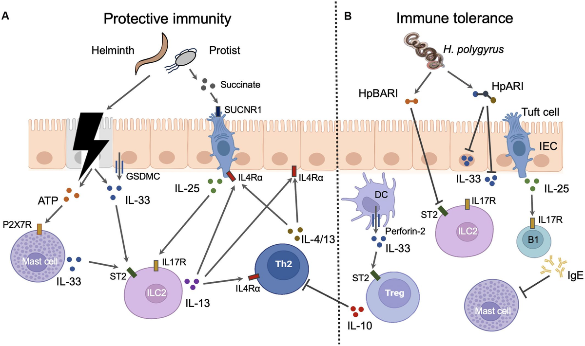 kita adidas ZX 1K 'Mint Rush Solar Yellow' GZ3543