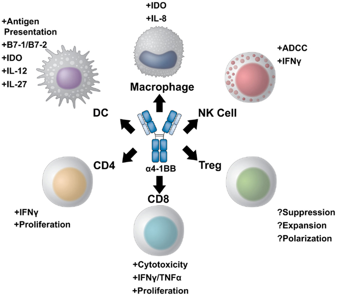 Frontiers | 4-1BB Agonists: Multi-Potent Potentiators of