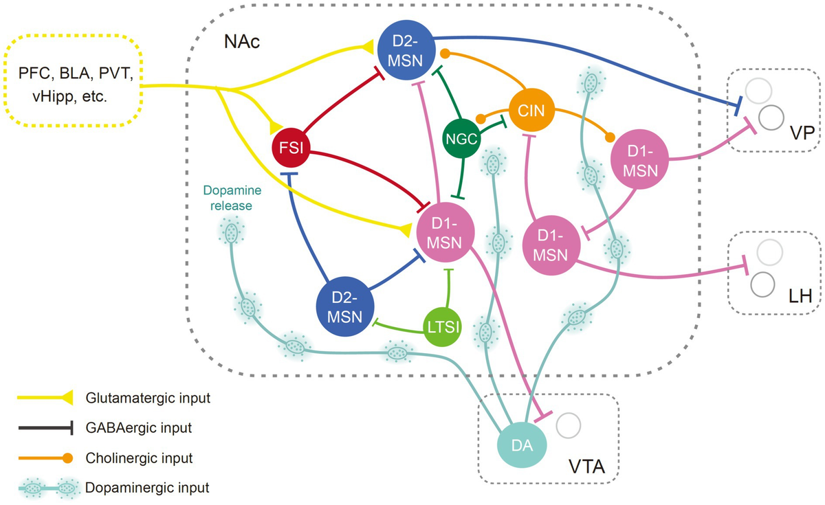 Frontiers | The nucleus accumbens in reward and aversion