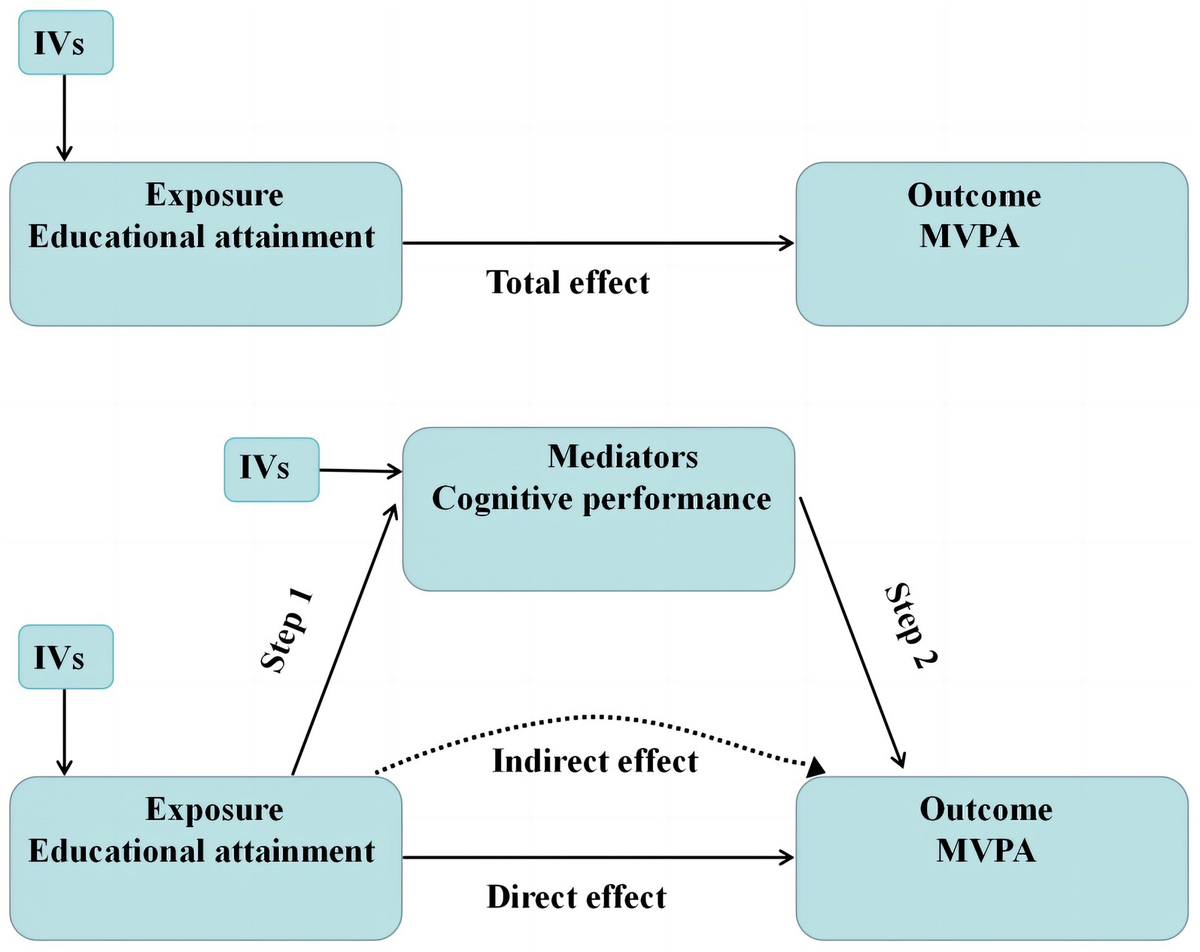 Cognitive performance’s critical role in the progression from educational attainment to moderate to vigorous physical activity: insights from a Mendelian randomization study
