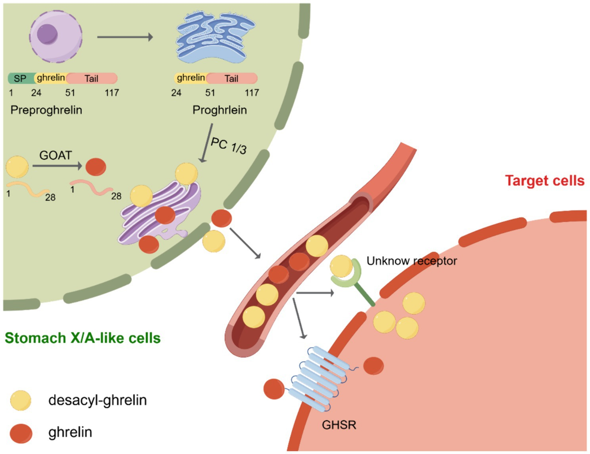 器官病理学 = Organ Pathology IgG4-related disease - The Lancet