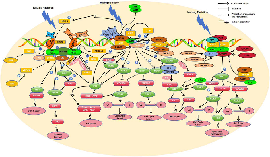 Key molecular DNA damage responses of human cells to radiation Biology Diagrams