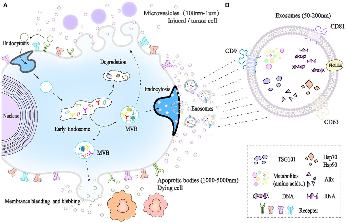 Frontiers | The role of mesenchymal stem cells in Frontiers | The role of mesenchymal stem cells in